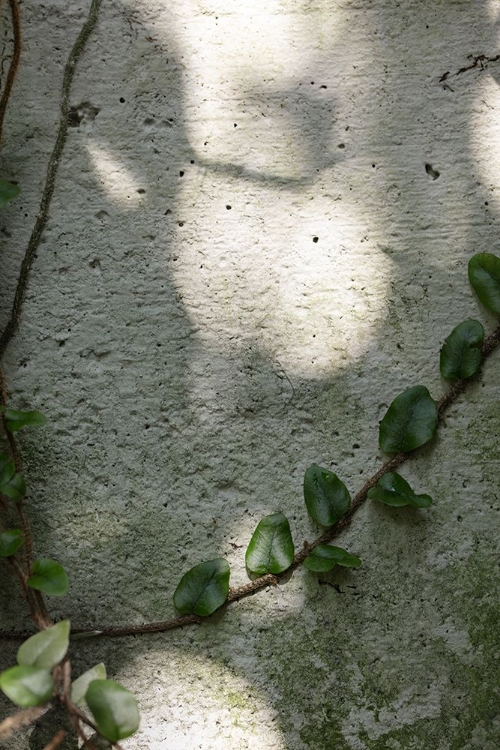 Picture of WALL-CLIMBING PLANT