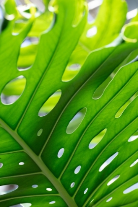 Picture of GRAPHIC LEAF_1