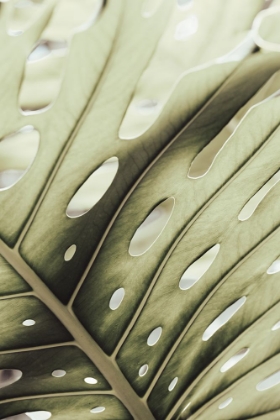 Picture of GRAPHIC LEAF_2