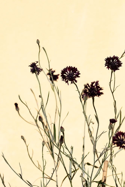 Picture of WITHERED FLOWERS