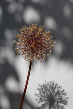 Picture of WITHERED FLOWER-SEED HOUSE_1