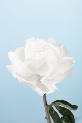 Picture of PEONY_1