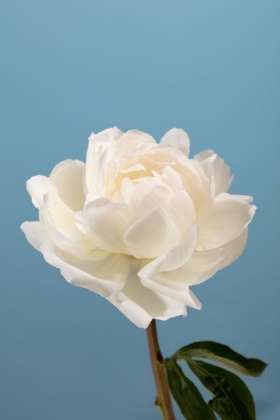 Picture of PEONY_2