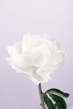 Picture of PEONY_3