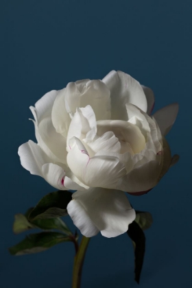 Picture of PEONY_4