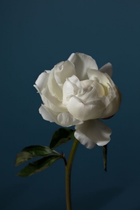 Picture of PEONY_6