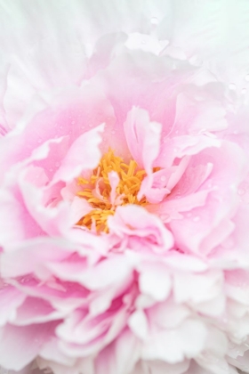 Picture of PEONY_6