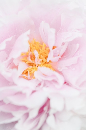 Picture of PEONY_7