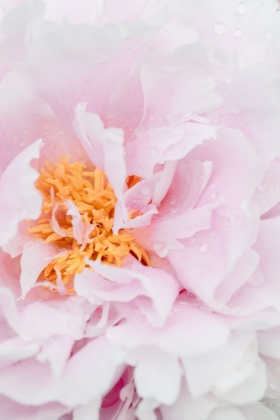 Picture of PEONY_8