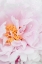 Picture of PEONY_8