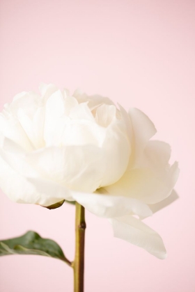Picture of PEONY_12