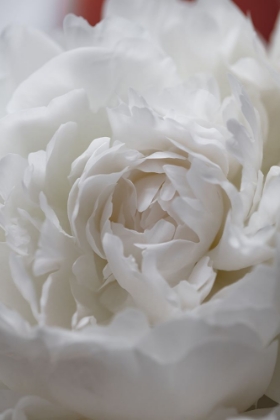 Picture of PEONY_13