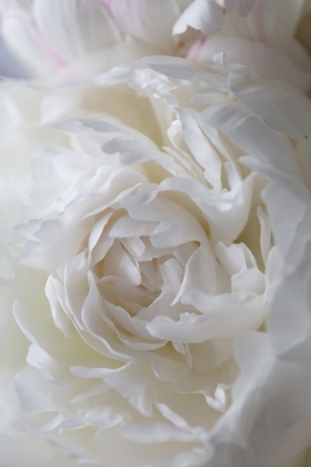 Picture of PEONY_14