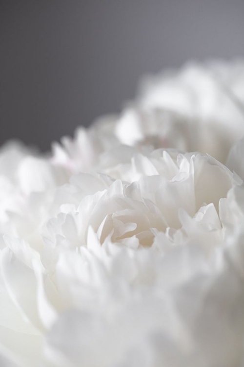 Picture of PEONY_15