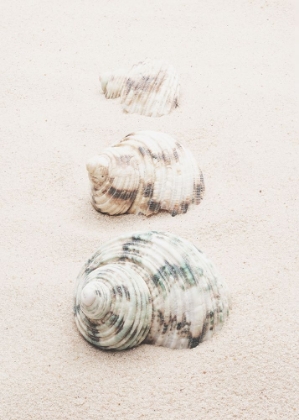 Picture of SHELLS