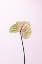 Picture of FLAMMINGO FLOWER