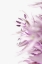 Picture of FLOWER PURPLE