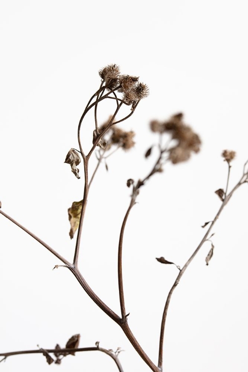 Picture of DRIED TWIG