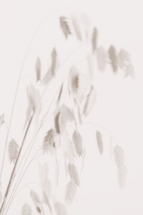 Picture of DRIED GRASS_PINK