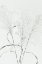 Picture of DRIED GRASS_GREEN