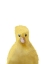 Picture of DUCK