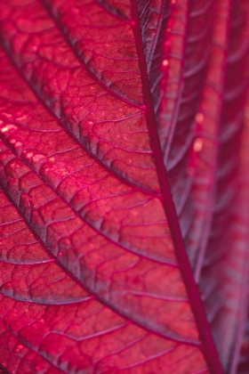 Picture of RED LEAF