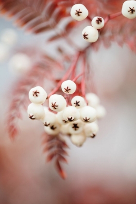 Picture of BERRIES ON A TWIG