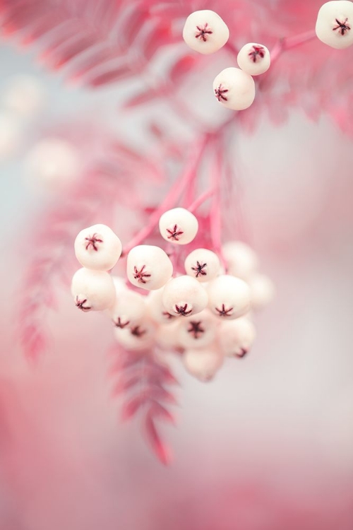 Picture of BERRIES ON A TWIG NO2