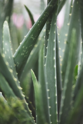 Picture of CACTI