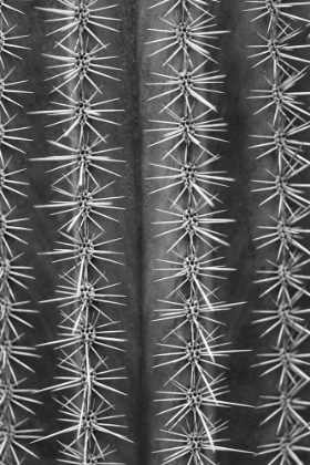 Picture of CACTUS BLACK AND WHITE