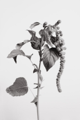 Picture of GREY PLANT