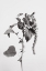 Picture of GREY PLANT