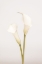 Picture of WHITE CALLA LILY NO 1