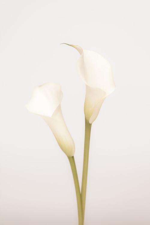 Picture of WHITE CALLA LILY NO 1