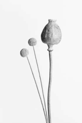 Picture of POPPY SEED CAPSULE BLACK AND WHITE
