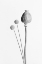Picture of POPPY SEED CAPSULE BLACK AND WHITE