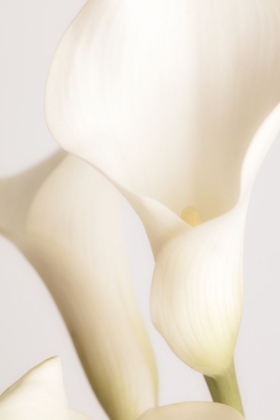 Picture of WHITE CALLA LILY NO 2