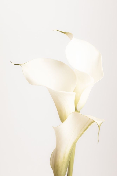 Picture of WHITE CALLA LILY NO 3