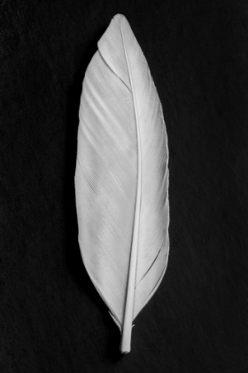 Picture of FEATHER_008