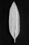 Picture of FEATHER_008