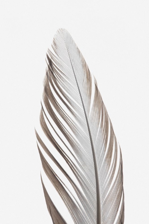 Picture of FEATHER_003