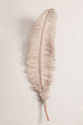 Picture of FEATHER_002