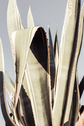 Picture of AGAVE_001