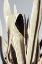 Picture of AGAVE_001