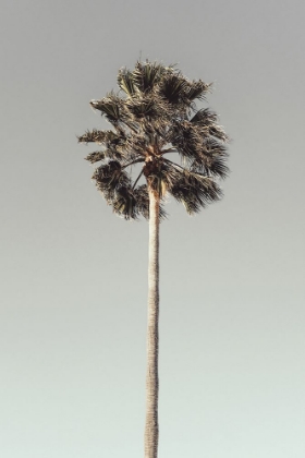 Picture of PALM_001