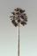 Picture of PALM_001