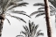 Picture of PALM_007