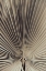 Picture of PALMBLAD_001