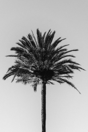 Picture of PALM_003