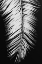 Picture of PALMBLAD_004